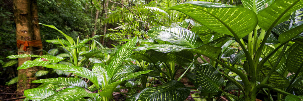 Forêt de Mae Kampong, Thailande