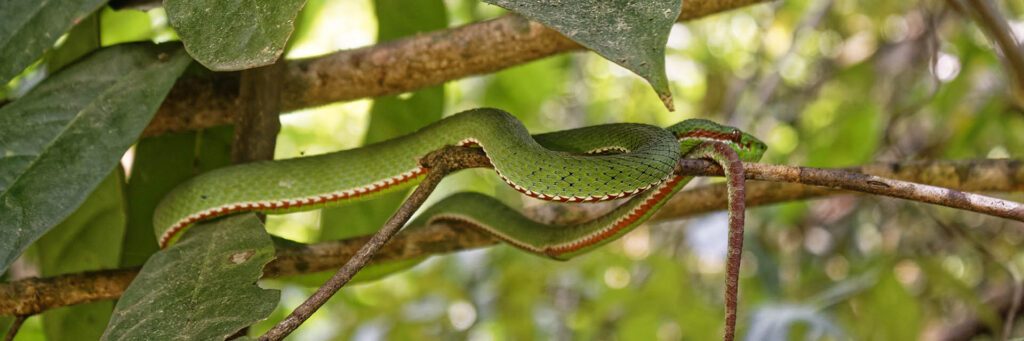 Petit serpent de la forêt de Khao Yai, Thailande