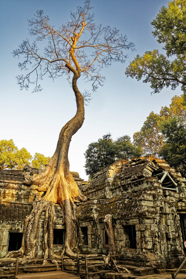 Ta Prohm, Angkor