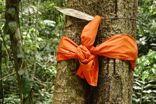 Arbre dans la for&ecirc;t autour de Chiang Rai