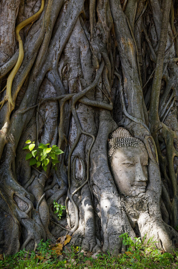 Wat Mahathat, Ayutthaya
