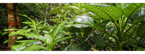 Mae Kampong Forest